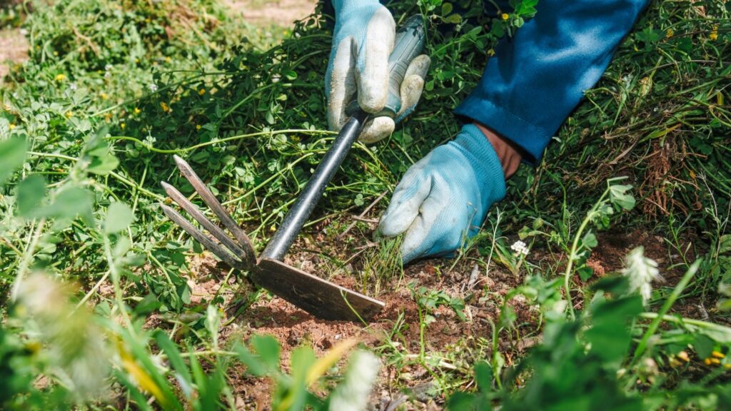 How Sustainable Lawn Care Practices Can Save Water and Reduce Maintenance Costs